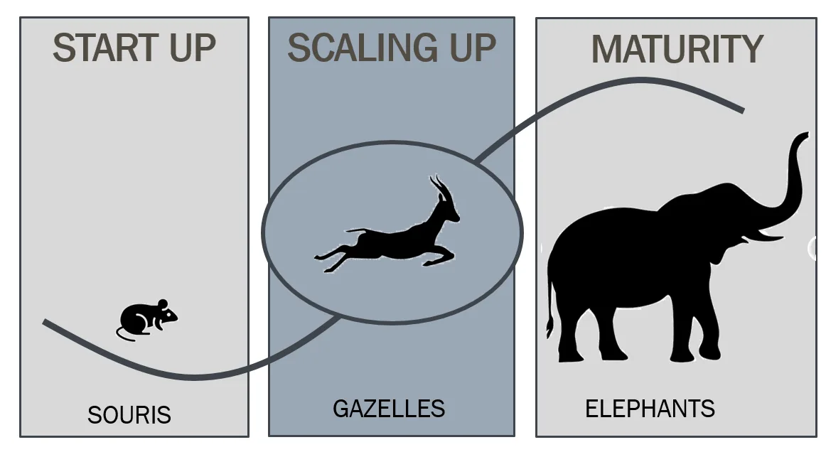 Gazelles et elephants